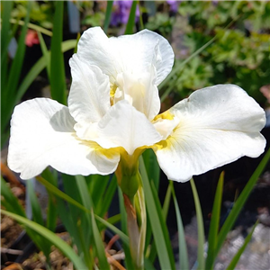 Iris Sibirica 'White Swirl'